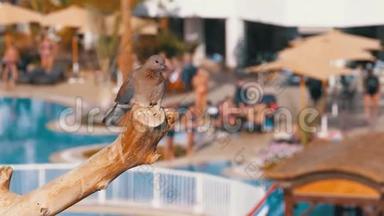 埃及<strong>灰鸽子</strong>坐在酒店背景的树枝上，有一个游泳池